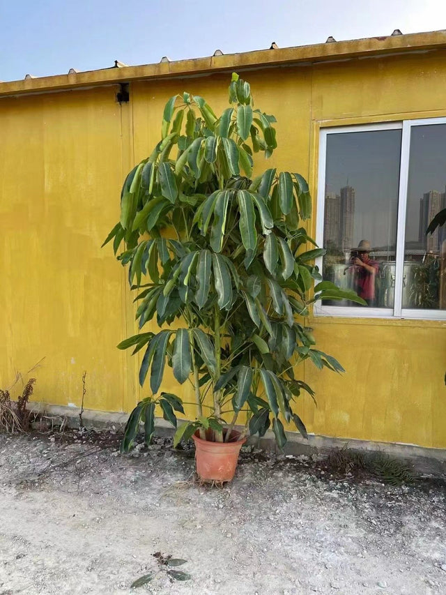 Schefflera actinophylla