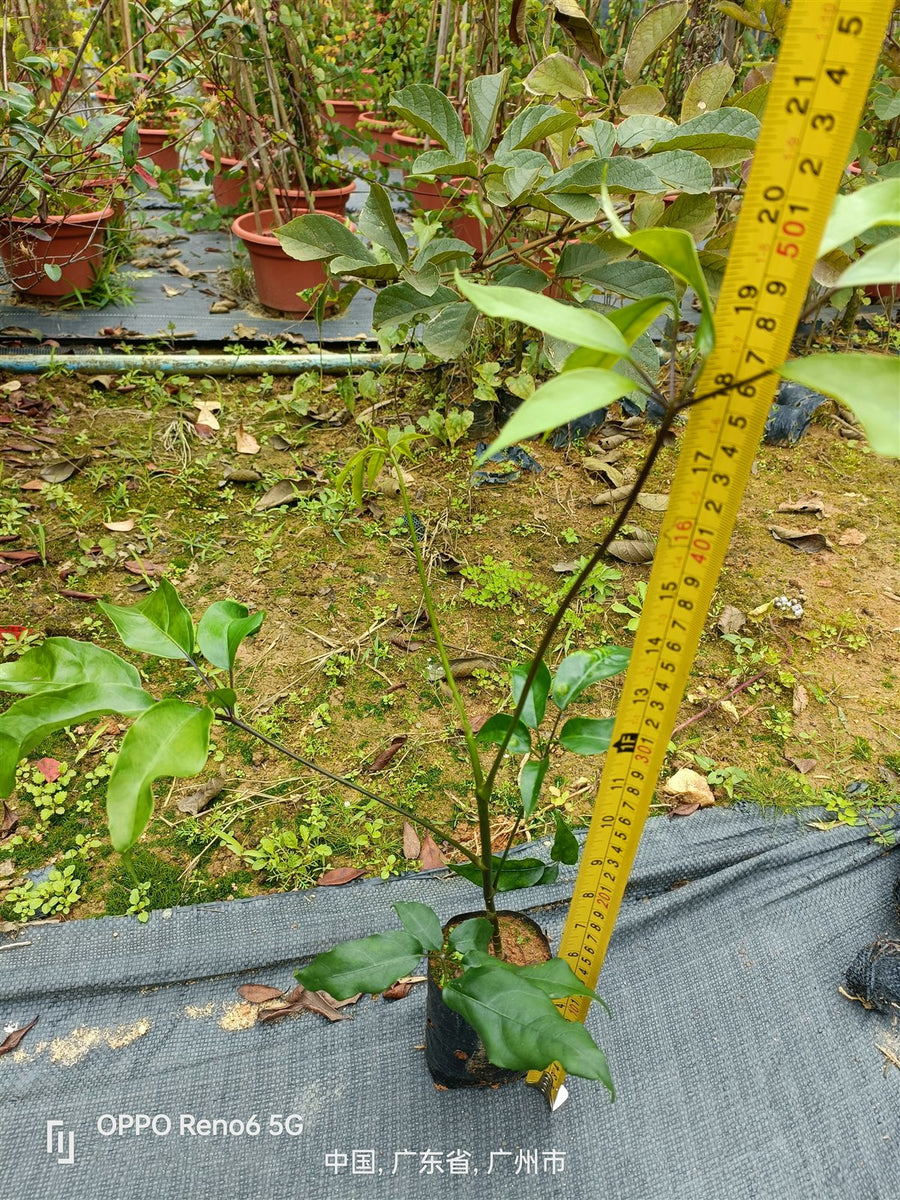 Schefflera octophylla
