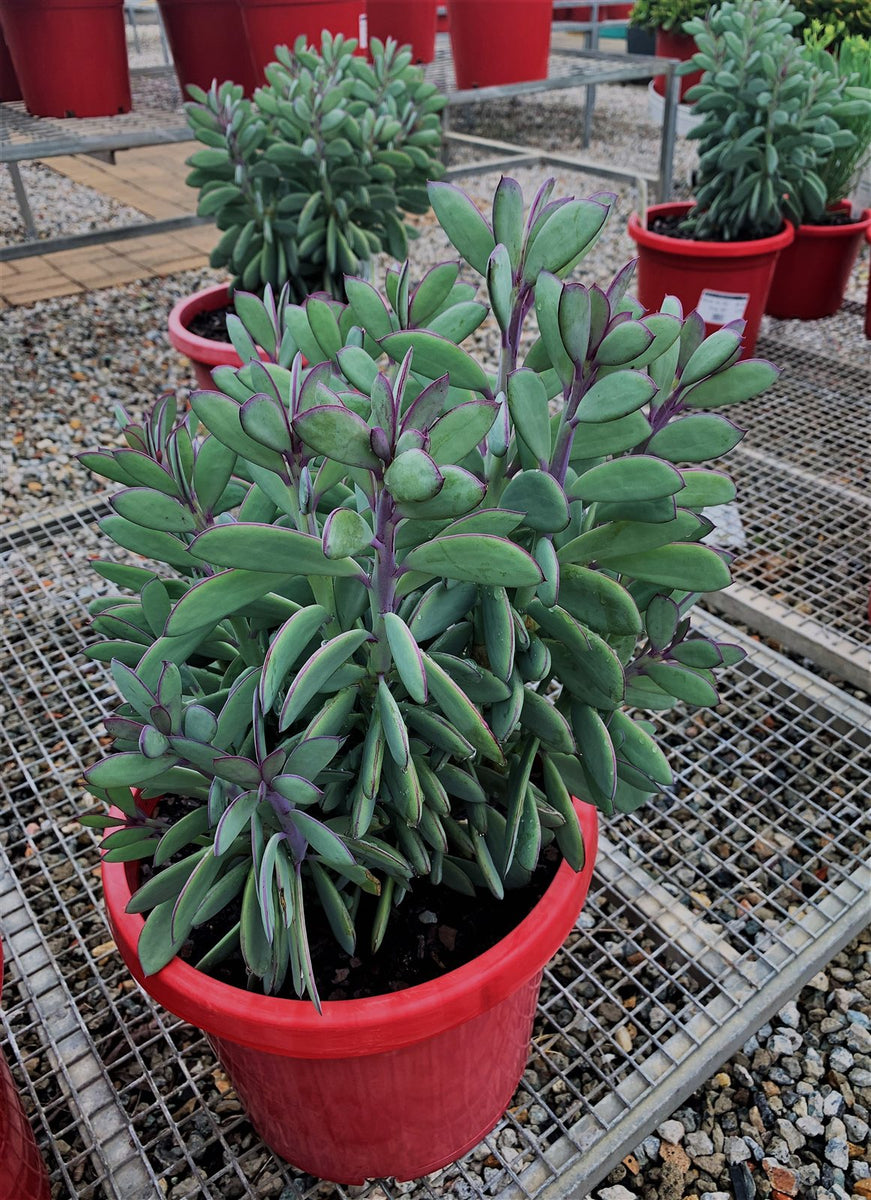 Senecio crassissimus