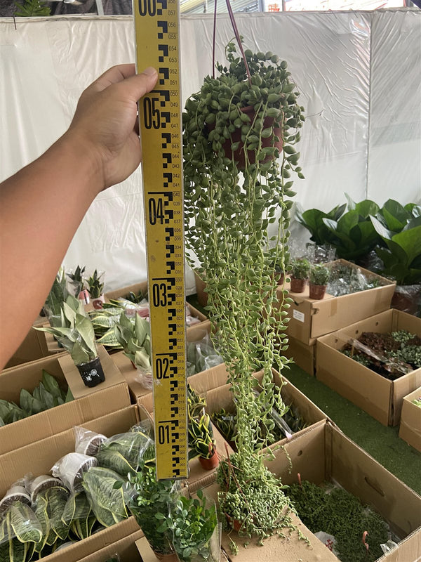 Senecio rowleyanus