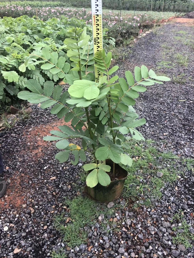 Senna alata