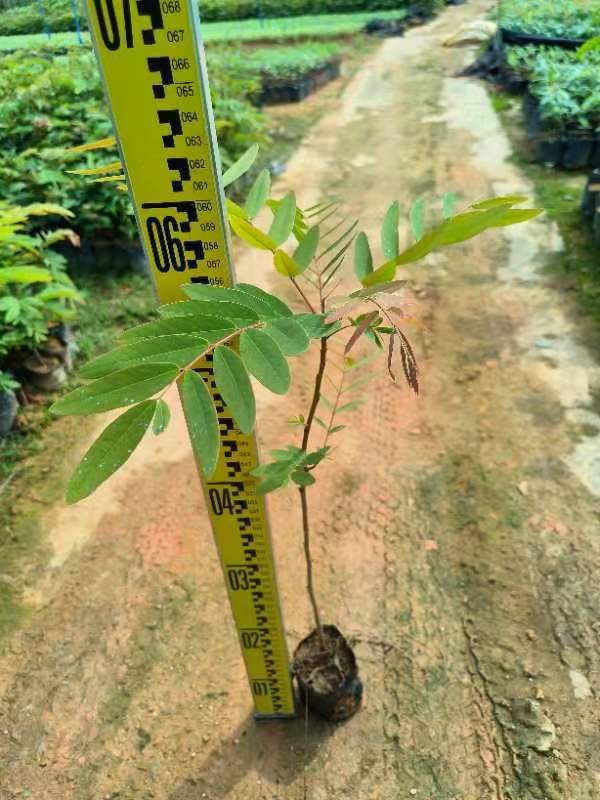Senna siamea