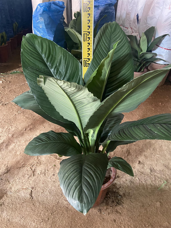 Spathipphyllum sensation