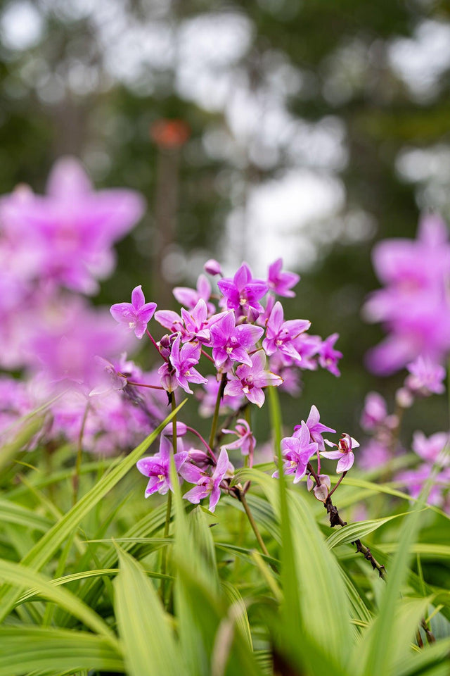 Pink Spathoglottis Orchid - Spathoglottis plicata