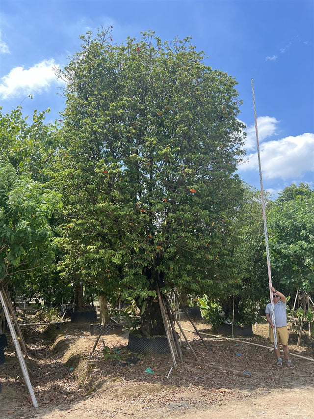 Sterculia lanceolata
