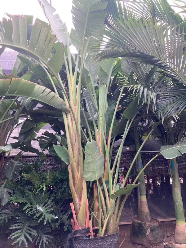Strelitzea nicholiae