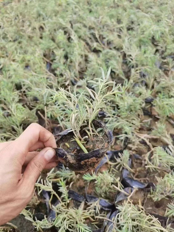 Suaeda maritima