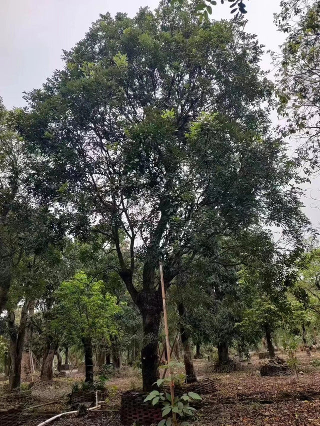 Swietenia mahagoni