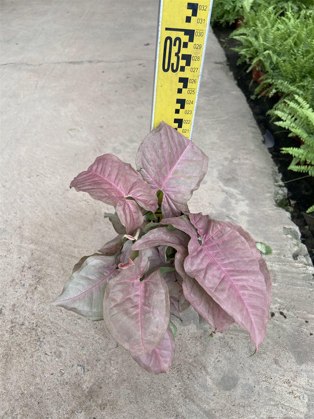 Syngonium pink