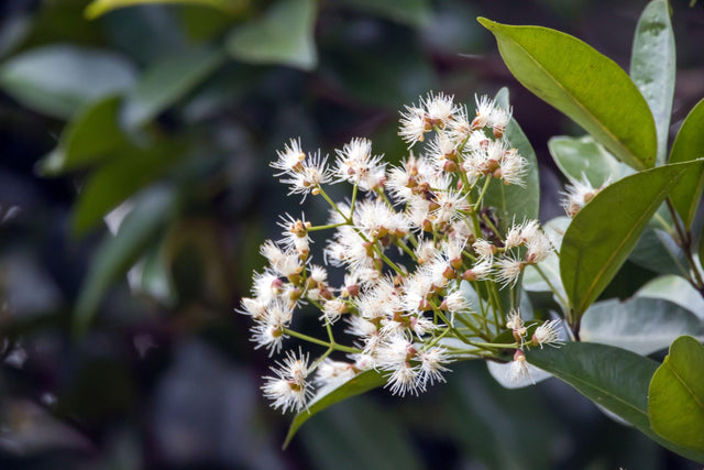 Elite Lilly Pilly - Syzygium australe 'Elite'
