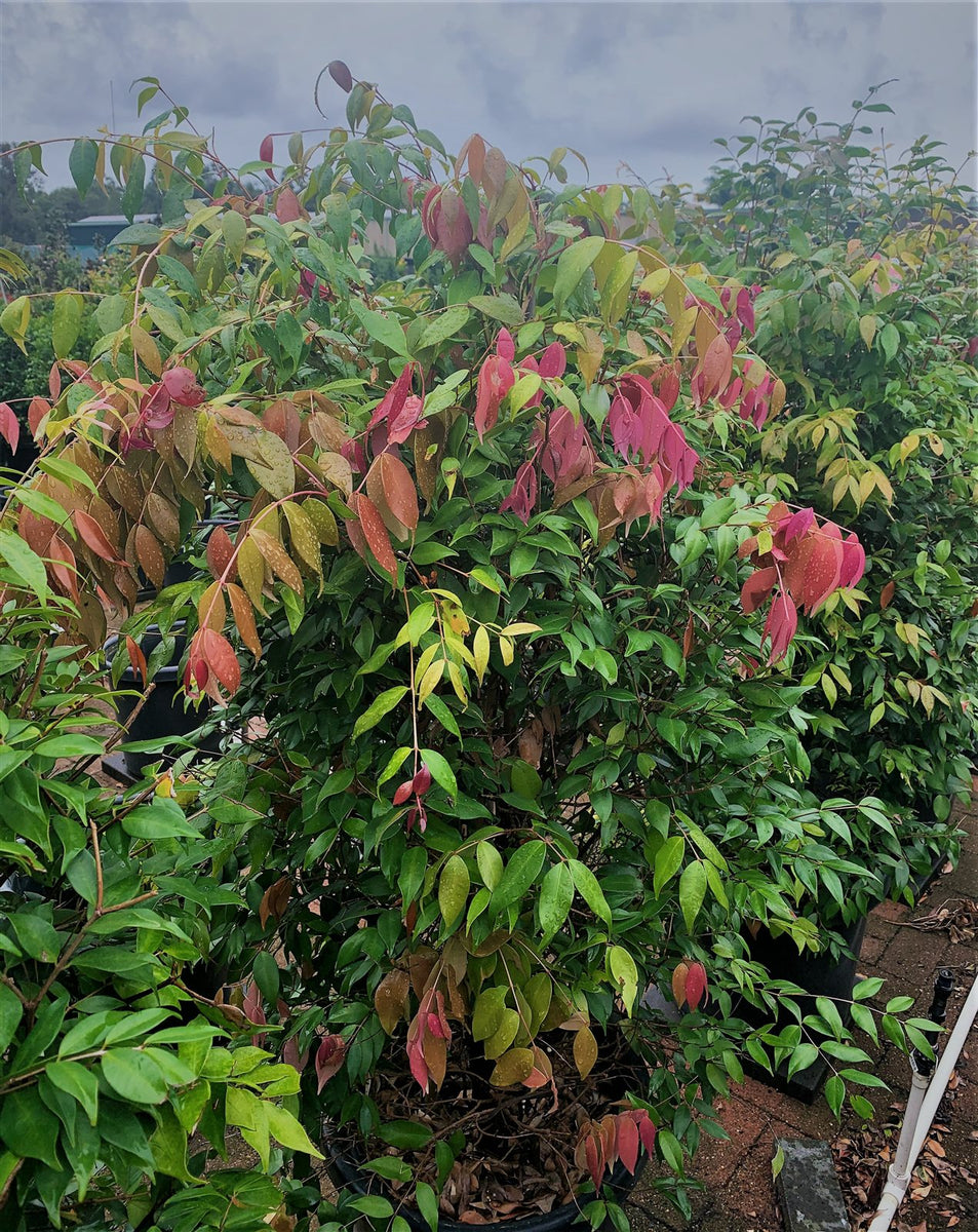 Syzygium 'cascade'