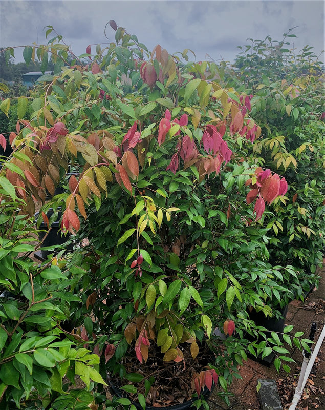 Syzygium 'cascade'