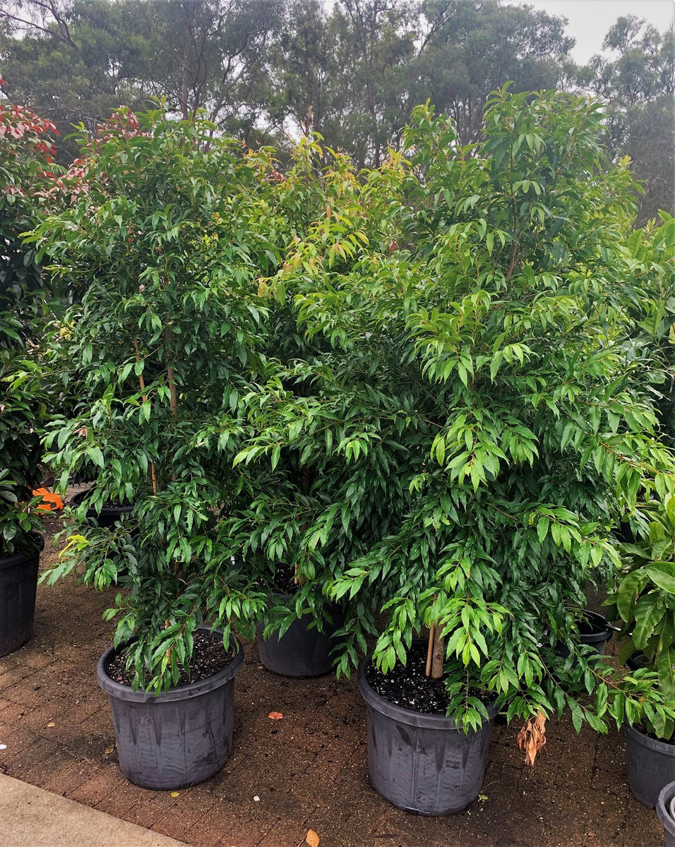 Syzygium floribundum