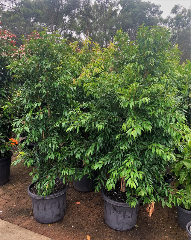 Syzygium floribundum