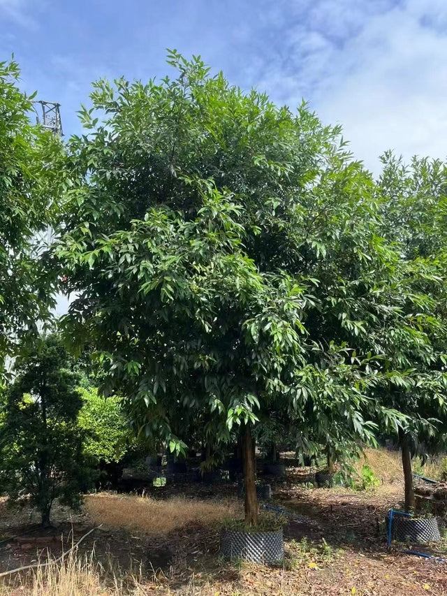 Syzygium jambos
