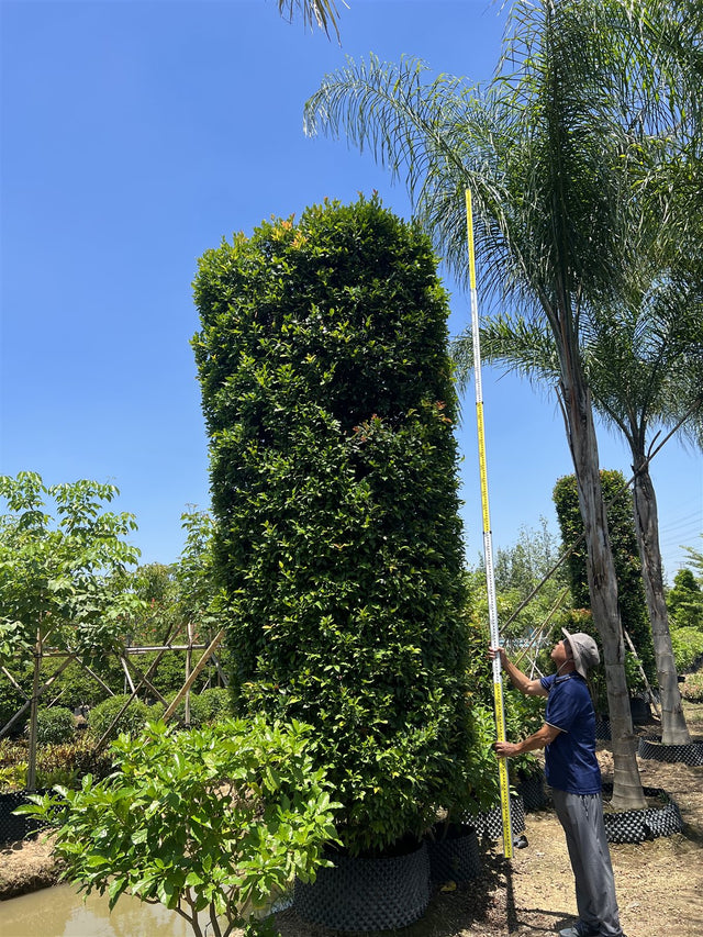 Syzygium rehderianum