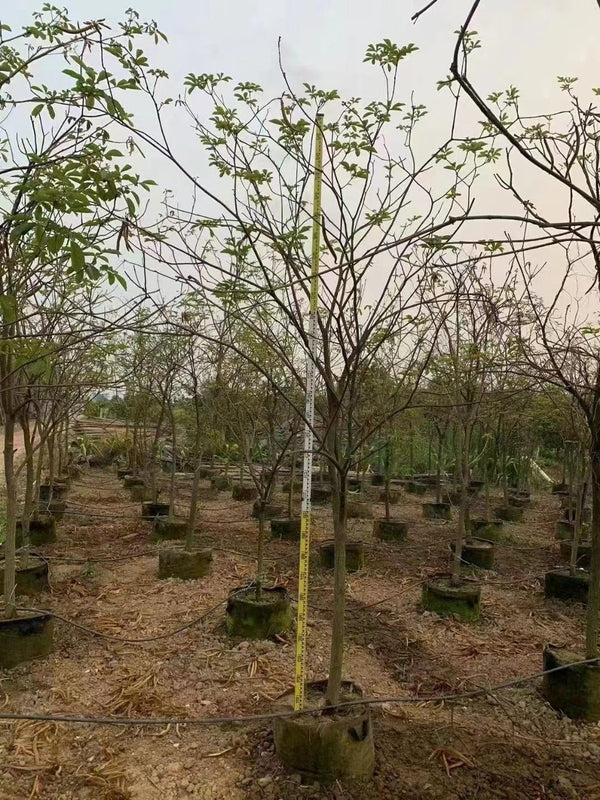 Tabebuia chrysotricha
