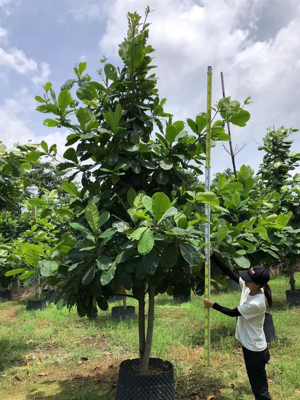 Terminalia catapa