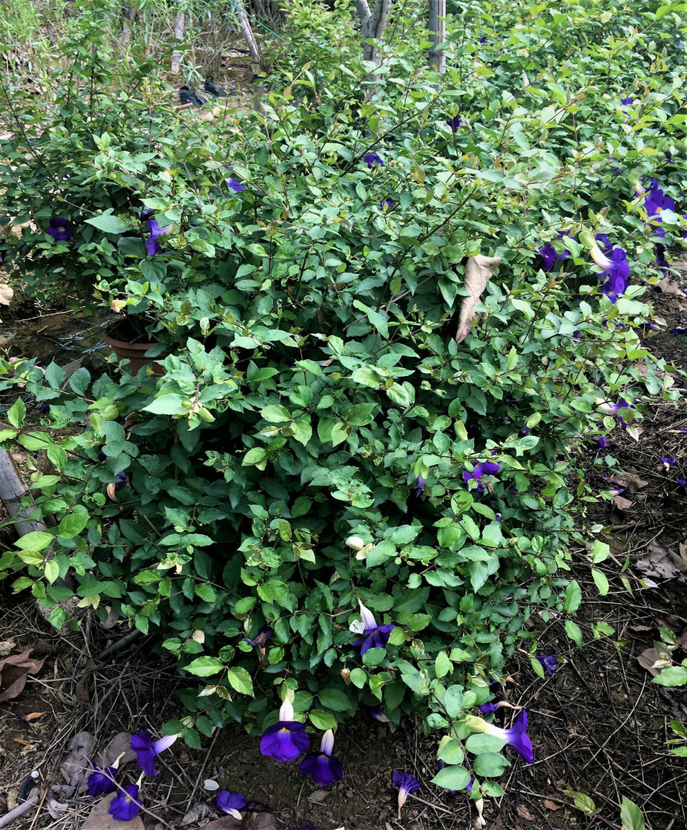 Thunbergia erecta