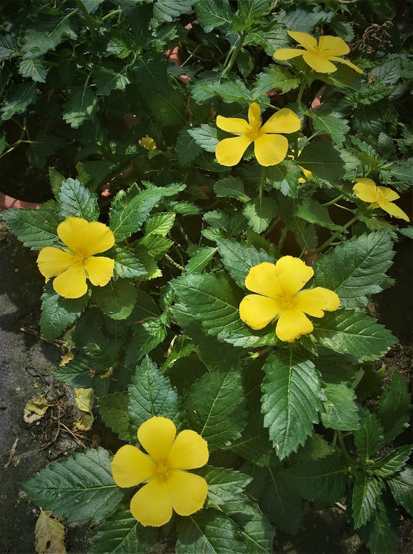 Turnera ulmifolia