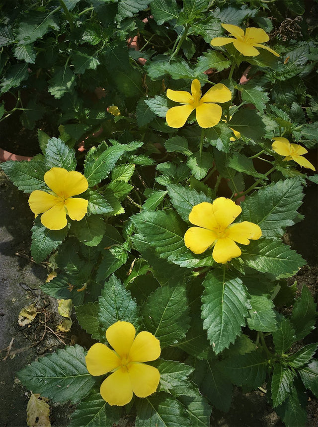 Turnera ulmifolia