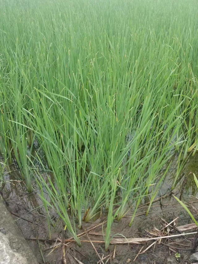 Typha minima