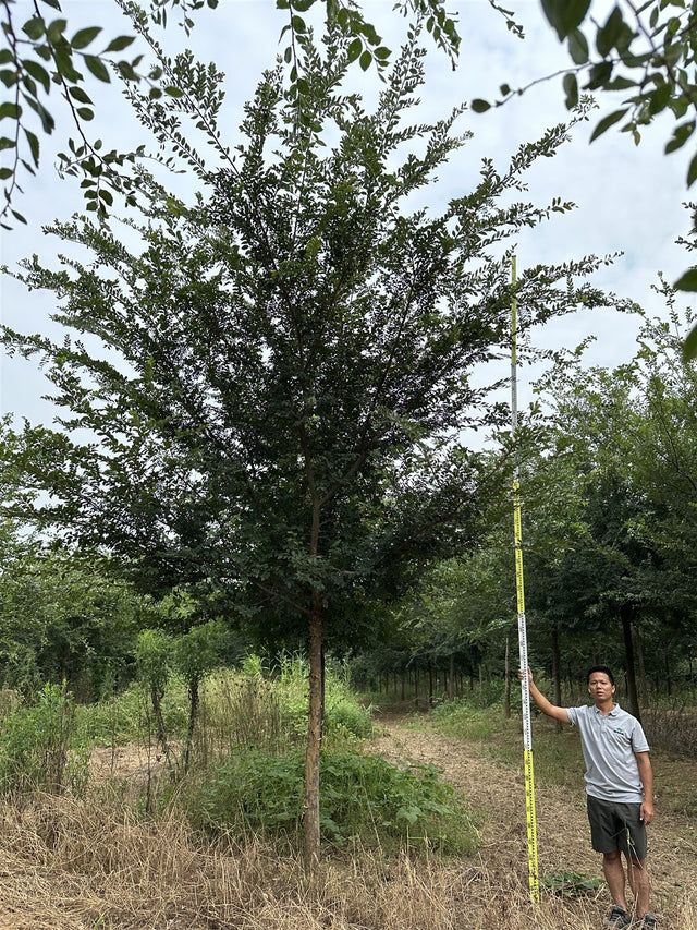 Ulmus parvifolia