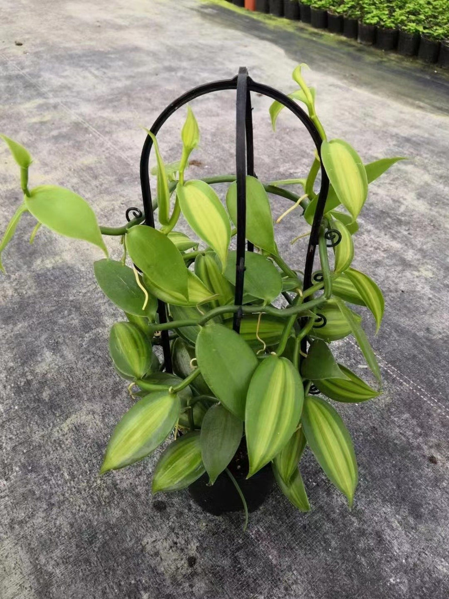 Vanilla planifolia