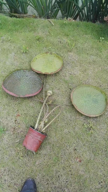 Victoria amazonica