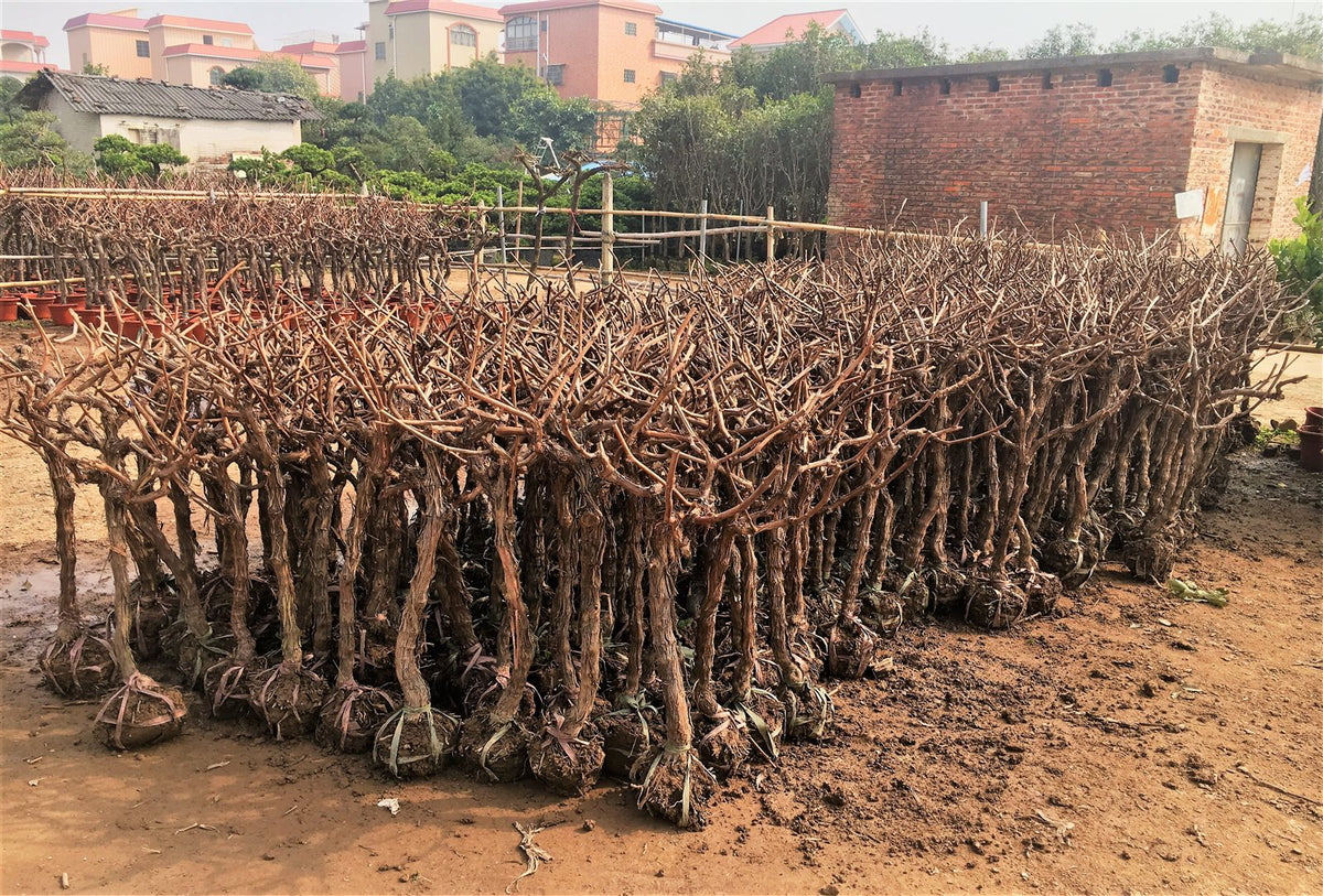 Vitis vinifera