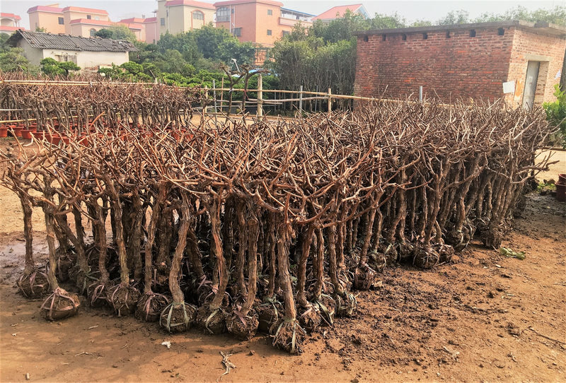 Vitis vinifera
