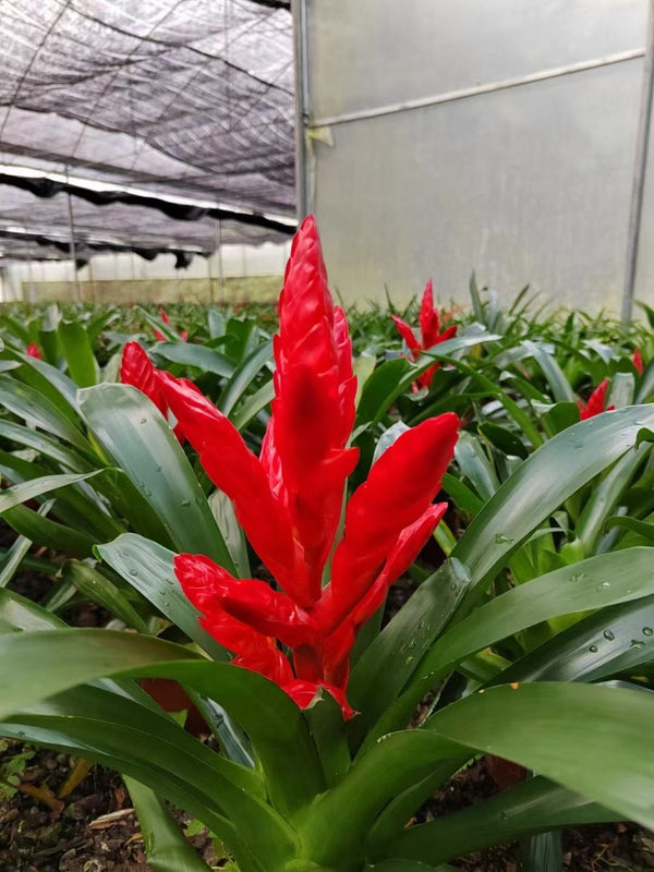 Vriesea hybrids