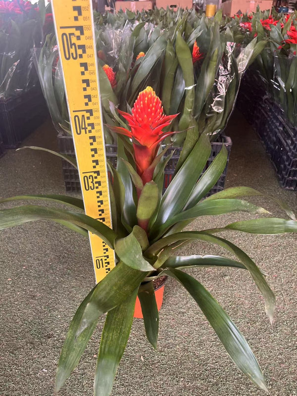 Vriesea 'poelmanii'