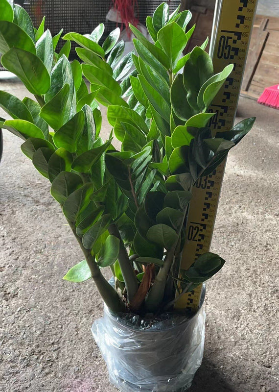 Zamioculcas zamiifolia