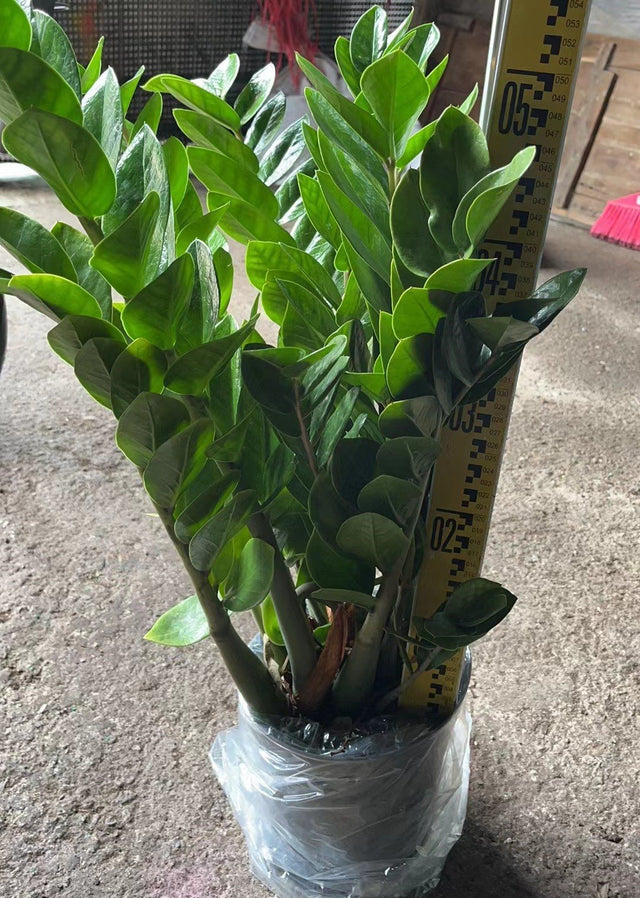 Zamioculcas zamiifolia