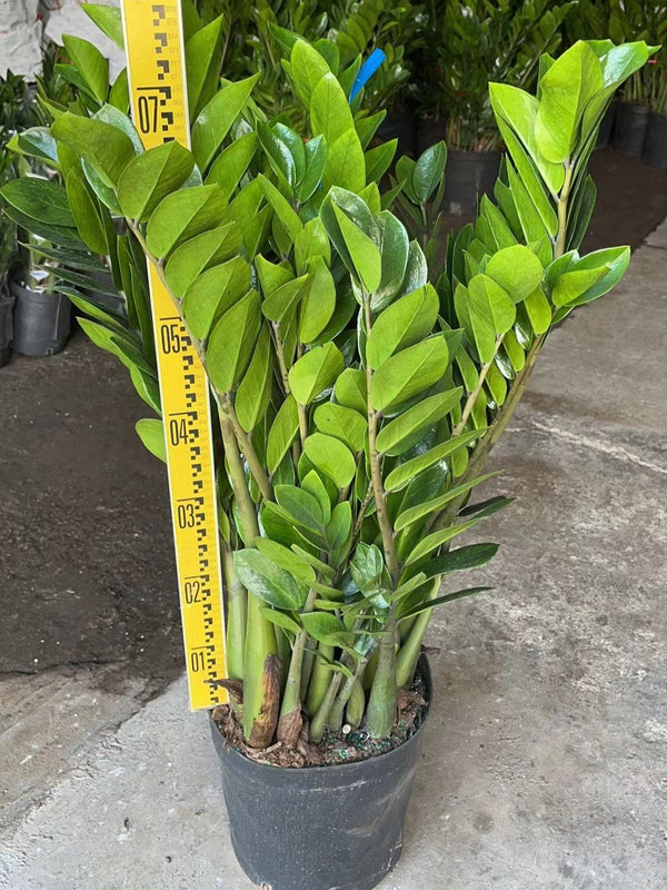 Zamioculcas zamiofolia