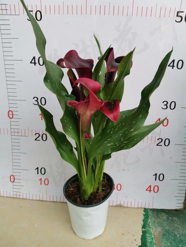 Zantedeschia hybrids