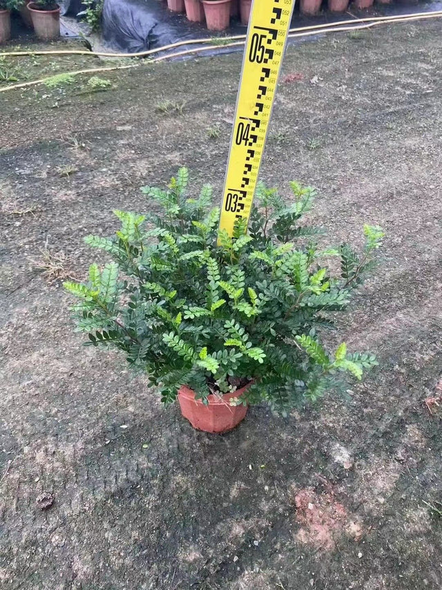 Zanthoxylum piperitum