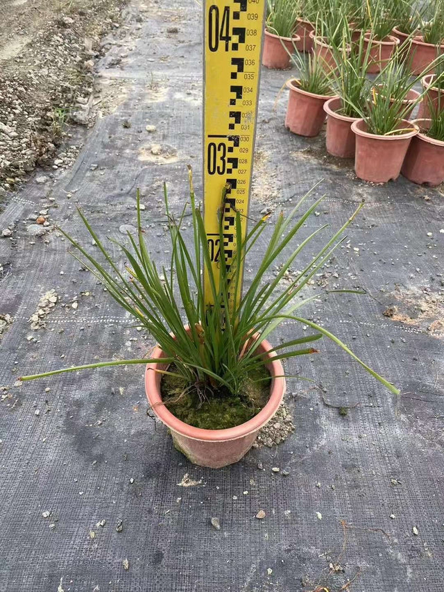 Zephyranthes citrina