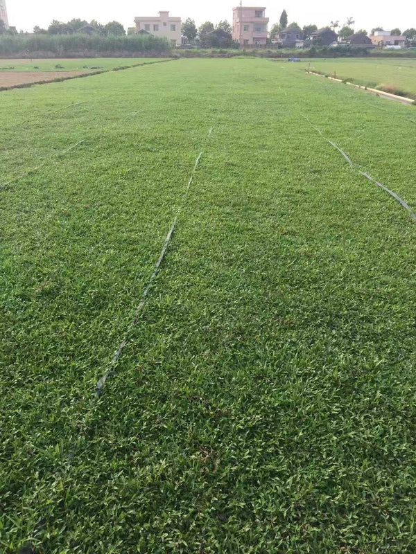 Zoysia japonica
