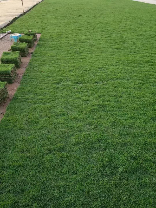 Zoysia pacifica