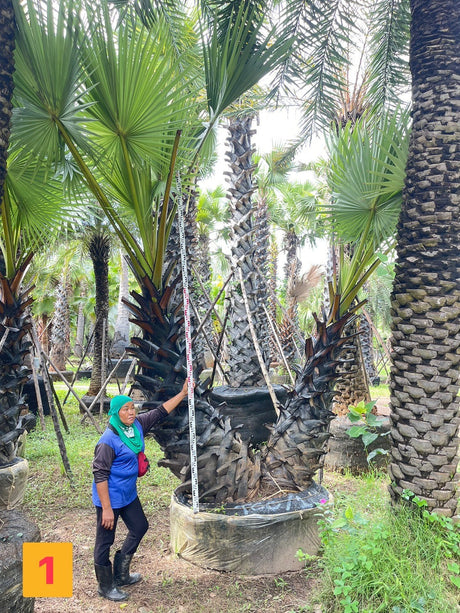 A double trunk Borassus flabellifer in the nursery rows, graded and measured against a levelling staff.