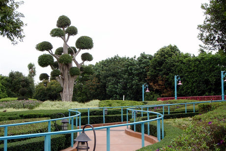 Cloud-pruned Streblus asper character tree installed at Disneyland Hong Kong