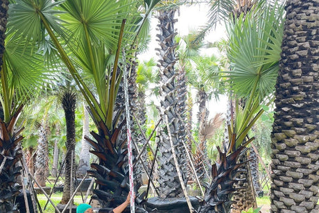 A double trunk Borassus flabellifer in the nursery rows, graded and measured against a levelling staff.