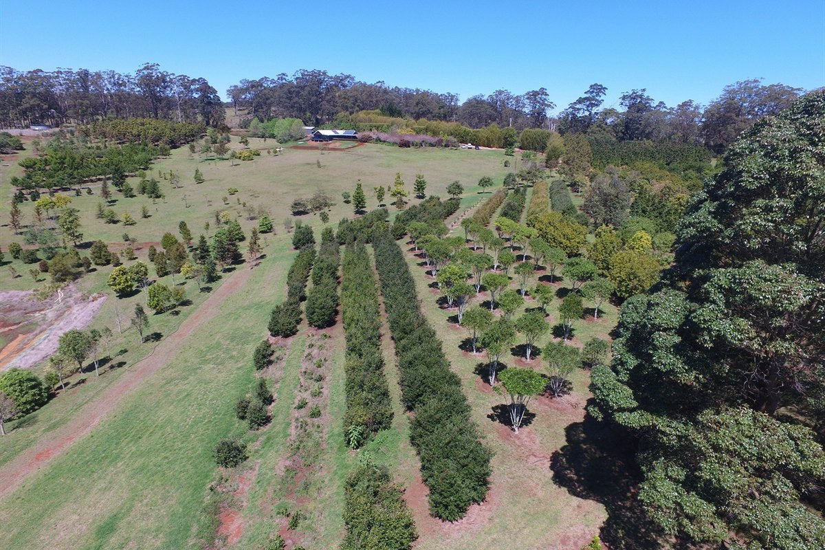 Advanced evergreen trees growing on in field rows at the Emaho Trees farm, Pittsworth, Queensland, seen from the air.