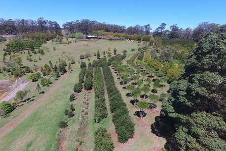 Advanced evergreen trees growing on in field rows at the Emaho Trees farm, Pittsworth, Queensland, seen from the air.