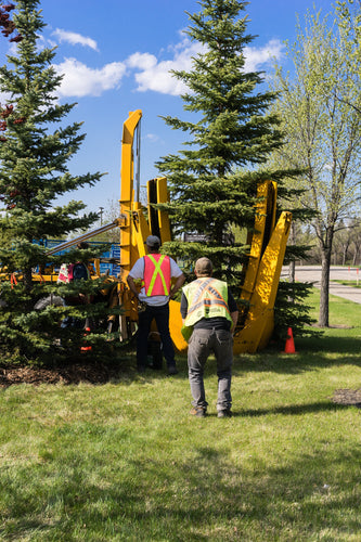 The Future of Ex-Ground Trees in Construction Projects