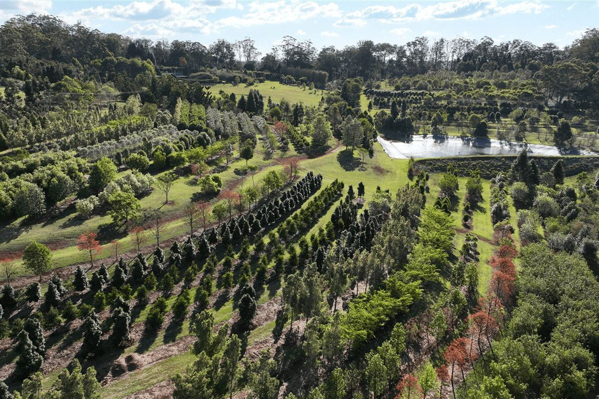 Rows of advanced trees growing in a production nursery