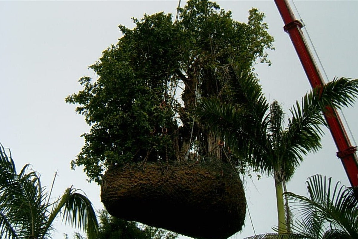 A curtain fig, Ficus microcarpa, craned into position at Disneyland Hong Kong in August 2004.