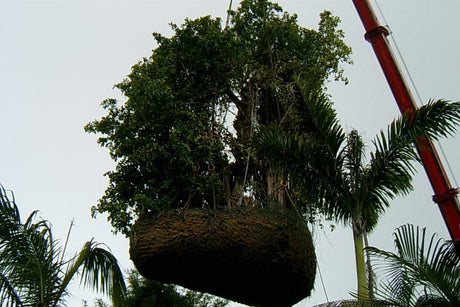 A curtain fig, Ficus microcarpa, craned into position at Disneyland Hong Kong in August 2004.